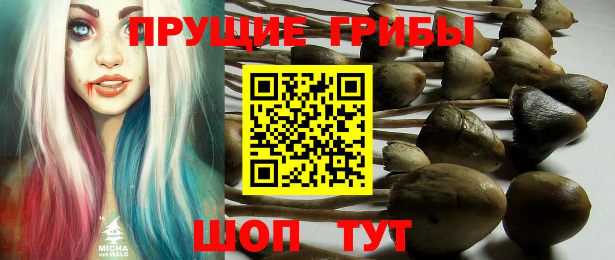 Сыктывкар  Псилоцибиновые грибы GOLDEN TEACHER  Вход с VPN  Галлюциногенные грибы мицелий 