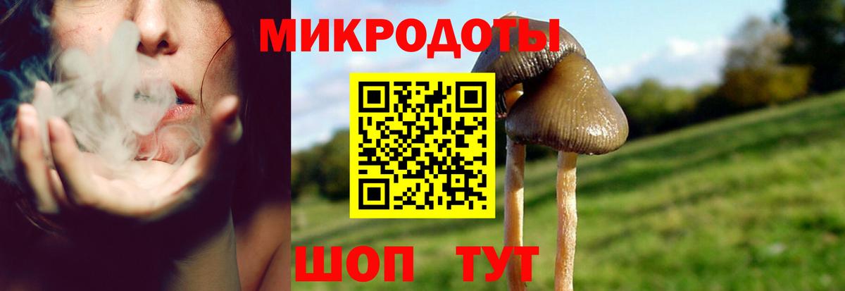 Галлюциногенные грибы Psilocybine cubensis Сыктывкар