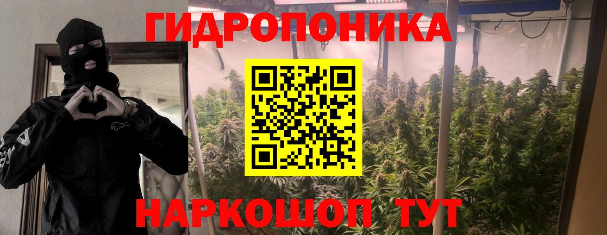 Марихуана сатива Сыктывкар